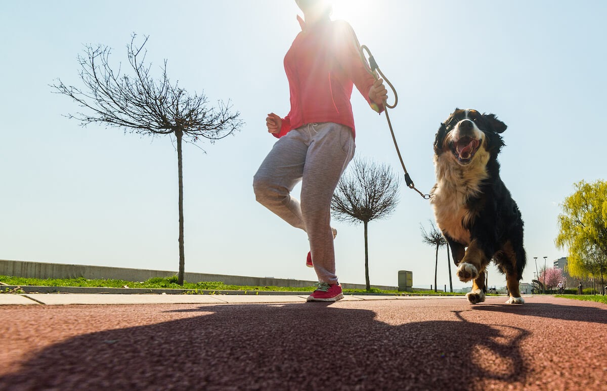 How Much Exercise Does My Dog Need Everyday?